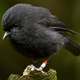 Image for article titled How Saving an Endangered Bird Almost Doomed It Again